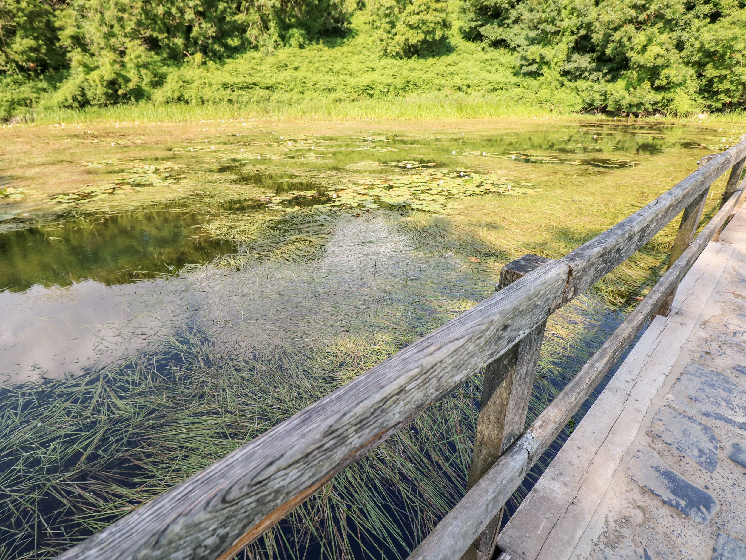 A wooden boardwalk leading to a pond with lily pads and surrounded by greenery.