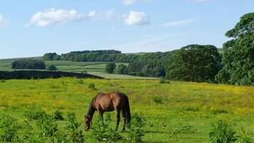 A horse grazing in a green field with rolling hills and trees in the background.