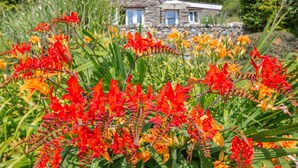 Ett stenhus med ett sluttande tak, omgivet av en trädgård med röda och orange blommor.