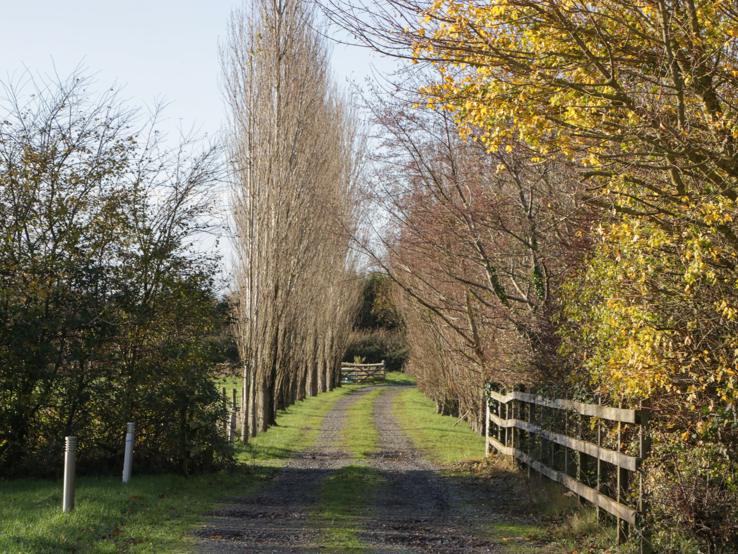 A rural path flanked by trees and a wooden fence.