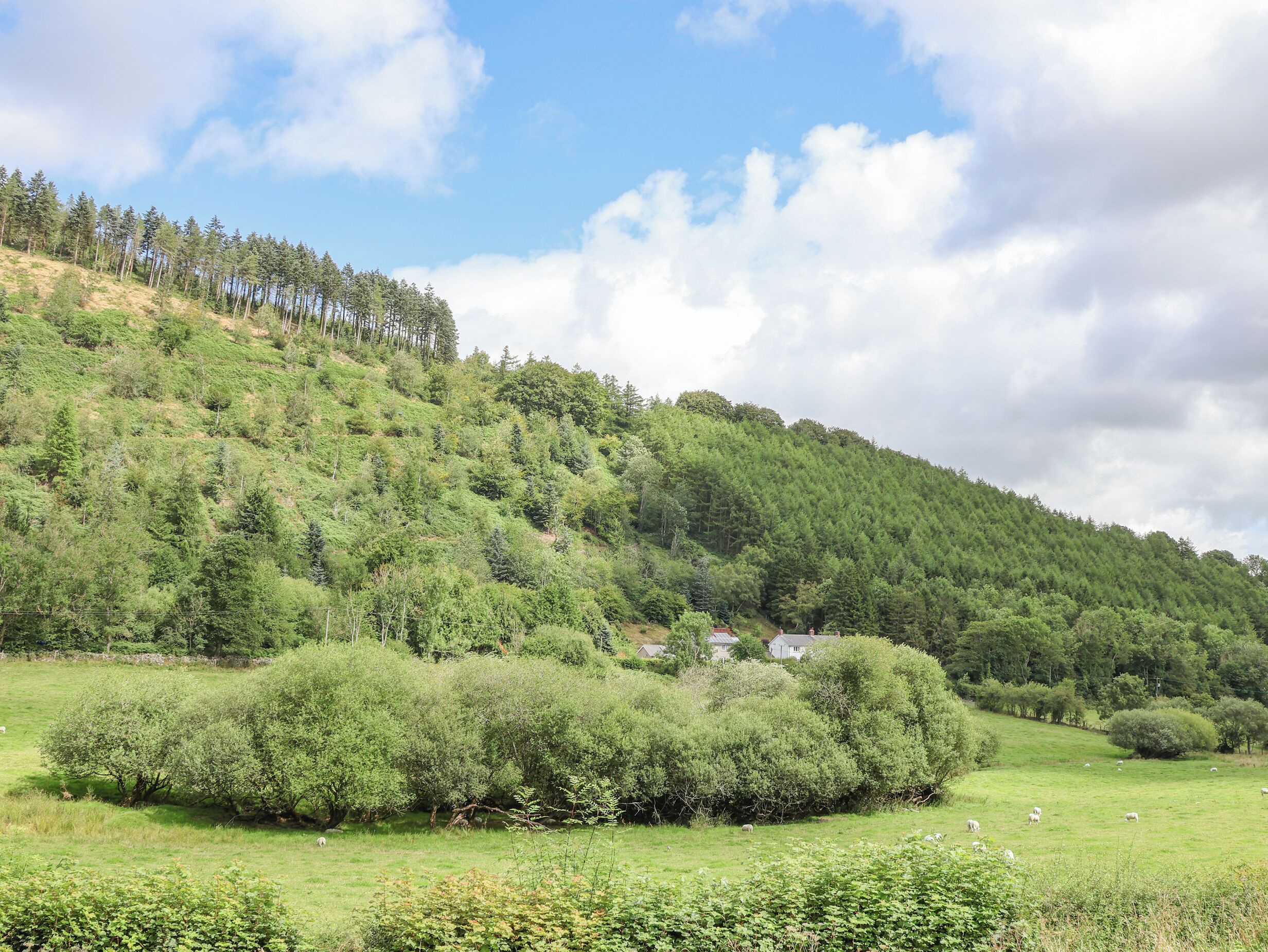 Un paysage verdoyant et luxuriant, avec une colline, des arbres et quelques maisons en arrière-plan.
