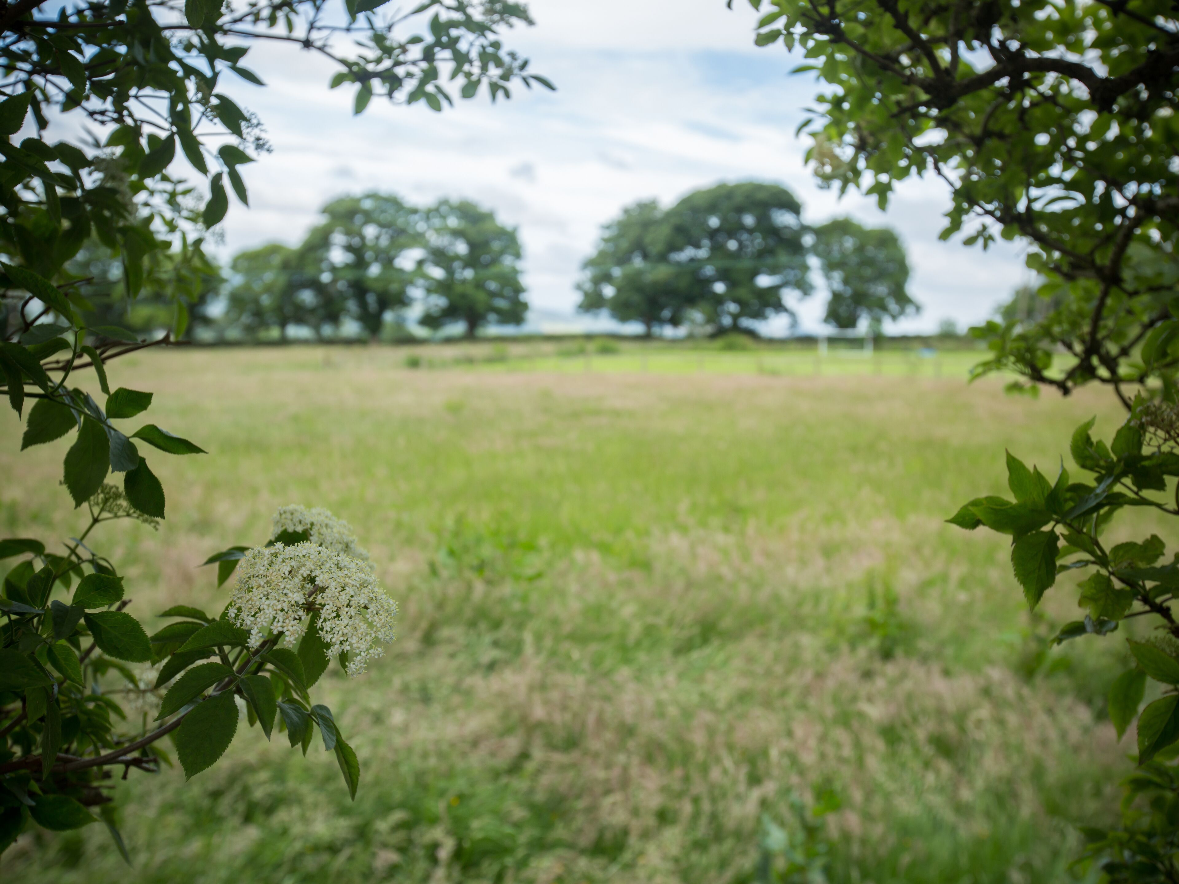 Een veld met bomen op de achtergrond.