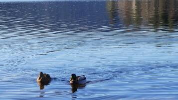 A calm lake with two ducks swimming, surrounded by rocks and a forested hill in the background.