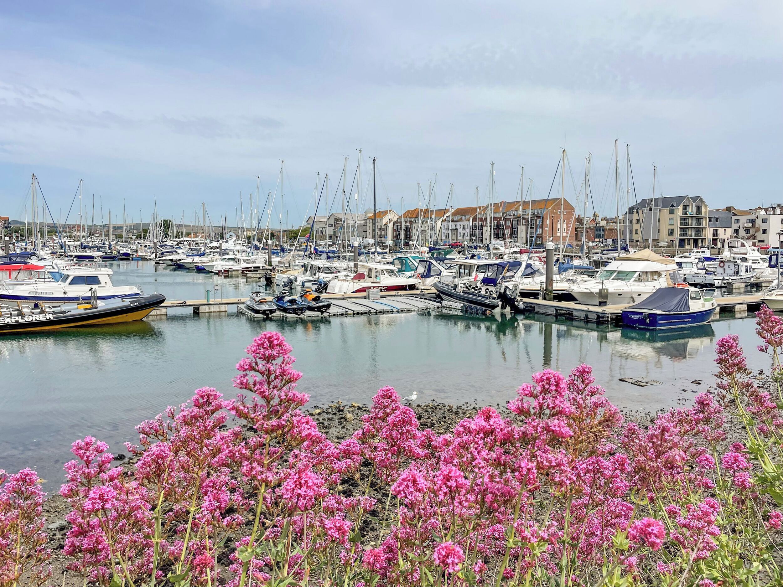 A marina with various boats docked, surrounded by buildings and pink flowers in the foreground.