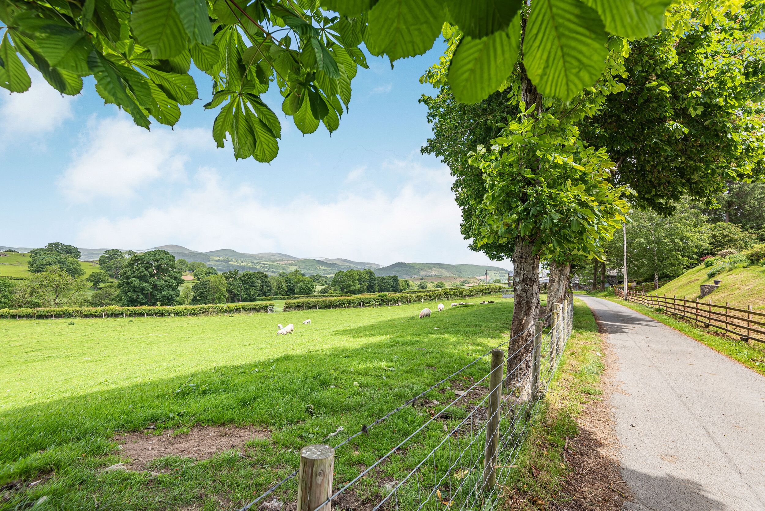 A rural landscape with a road, green fields, and a tree with leaves.