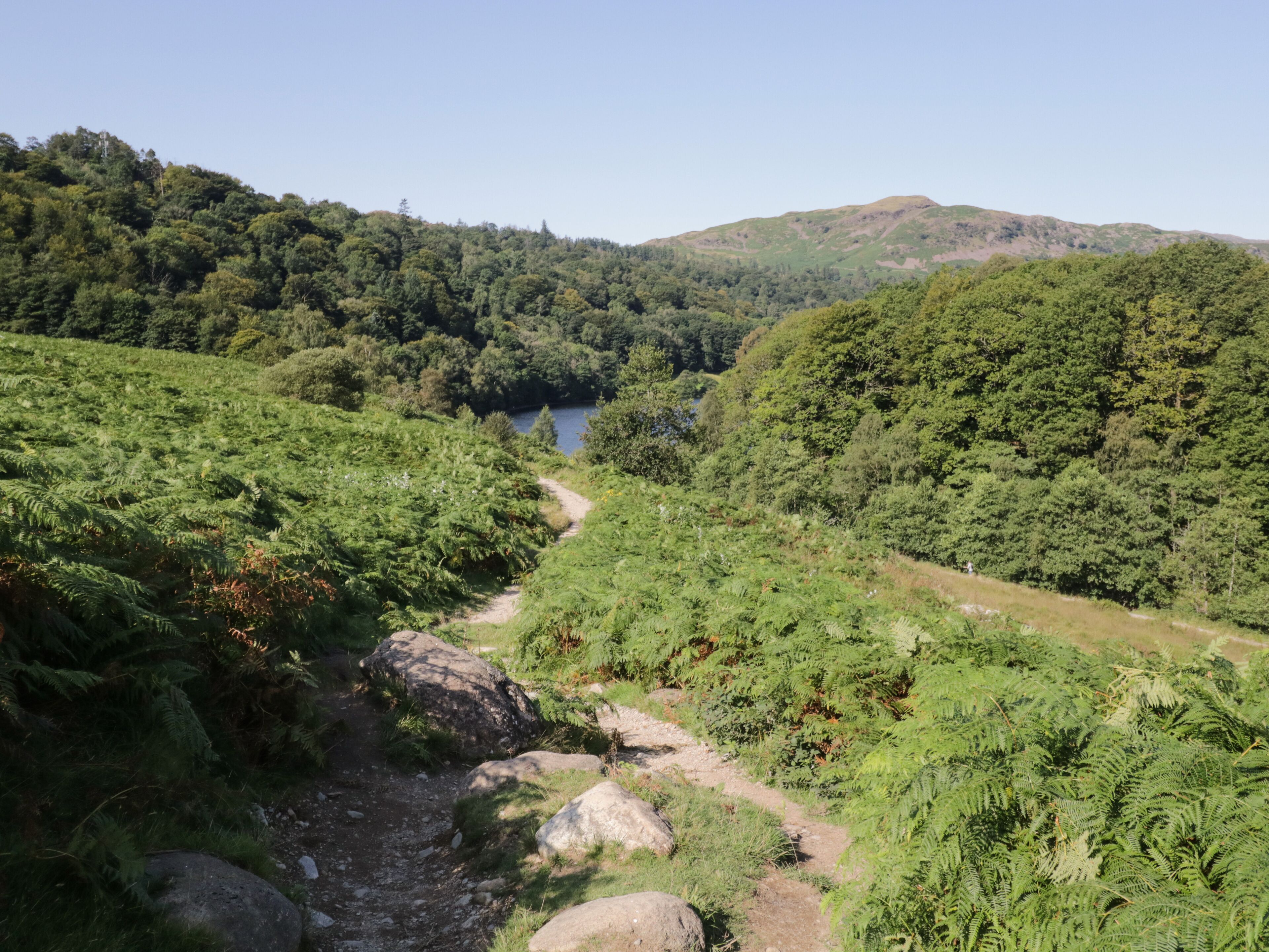 A lush green valley with a clear path leading to a lake.