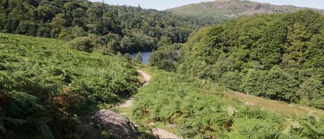 A lush green valley with a clear path leading to a lake.