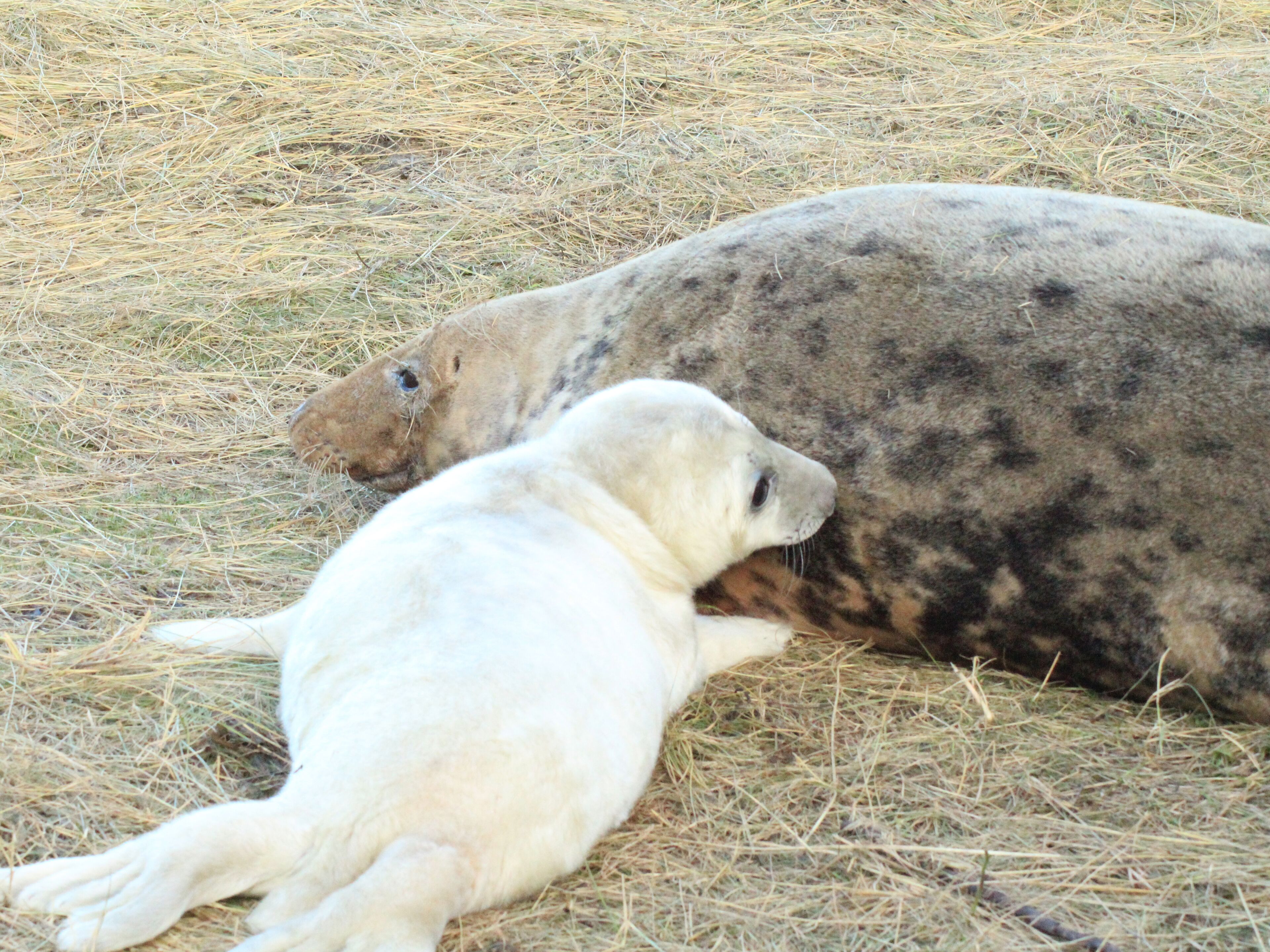 Una foca descansando sobre pasto seco.