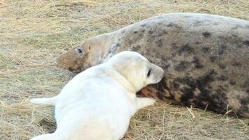 Una foca descansando sobre pasto seco.