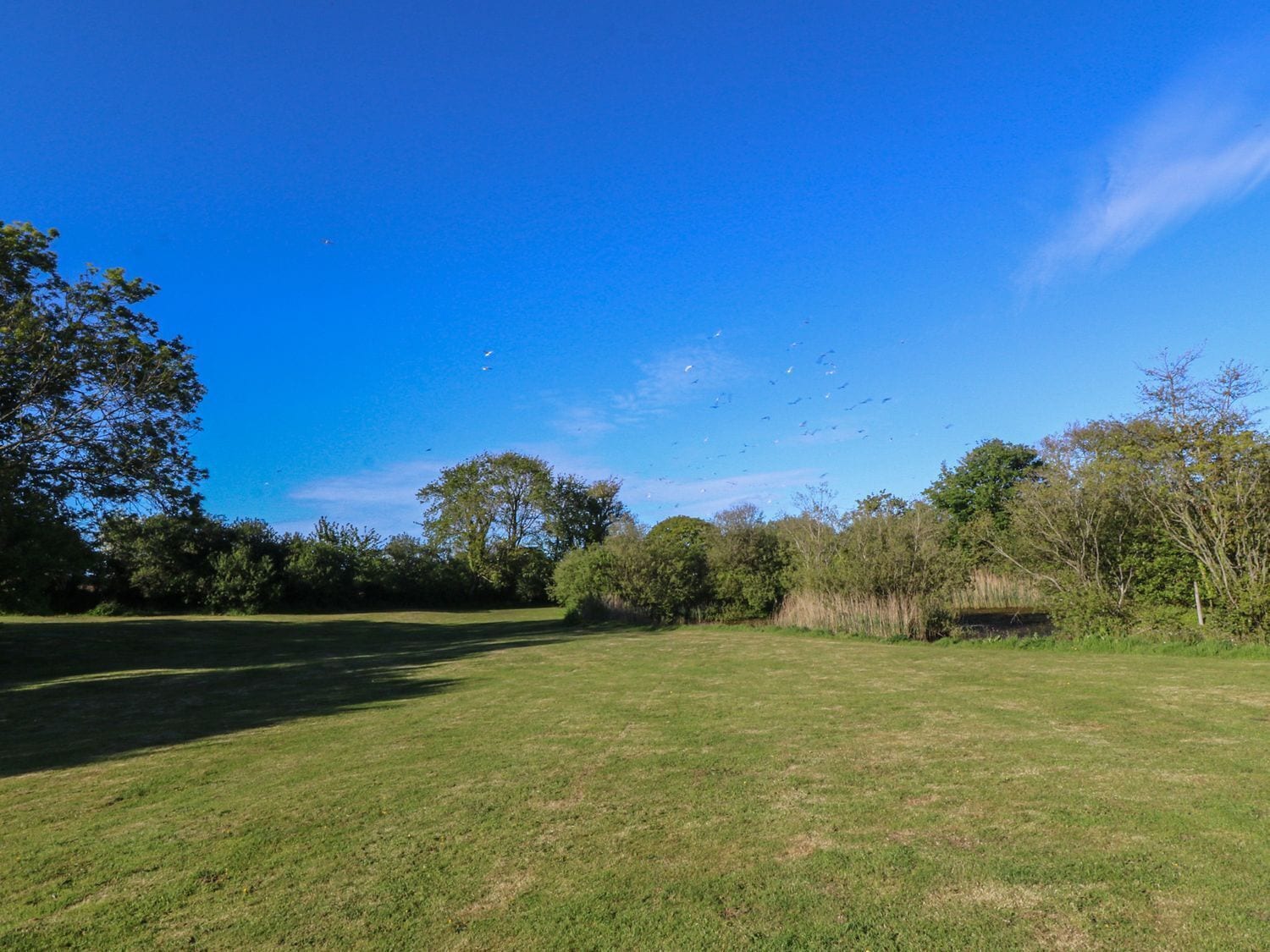 A grassy field with trees and a clear blue sky.