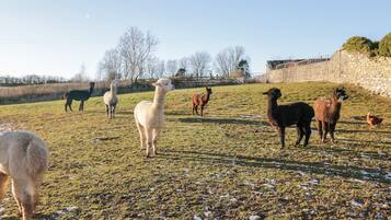 コテージ | レストラン