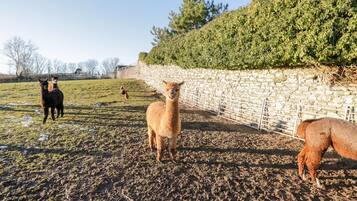 コテージ | 施設の敷地