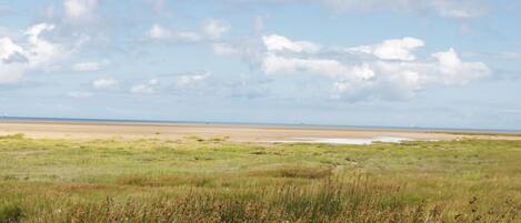 Eine Küstenlandschaft mit einem breiten Sandstrand, saftigen Dünen und einem klaren Himmel.