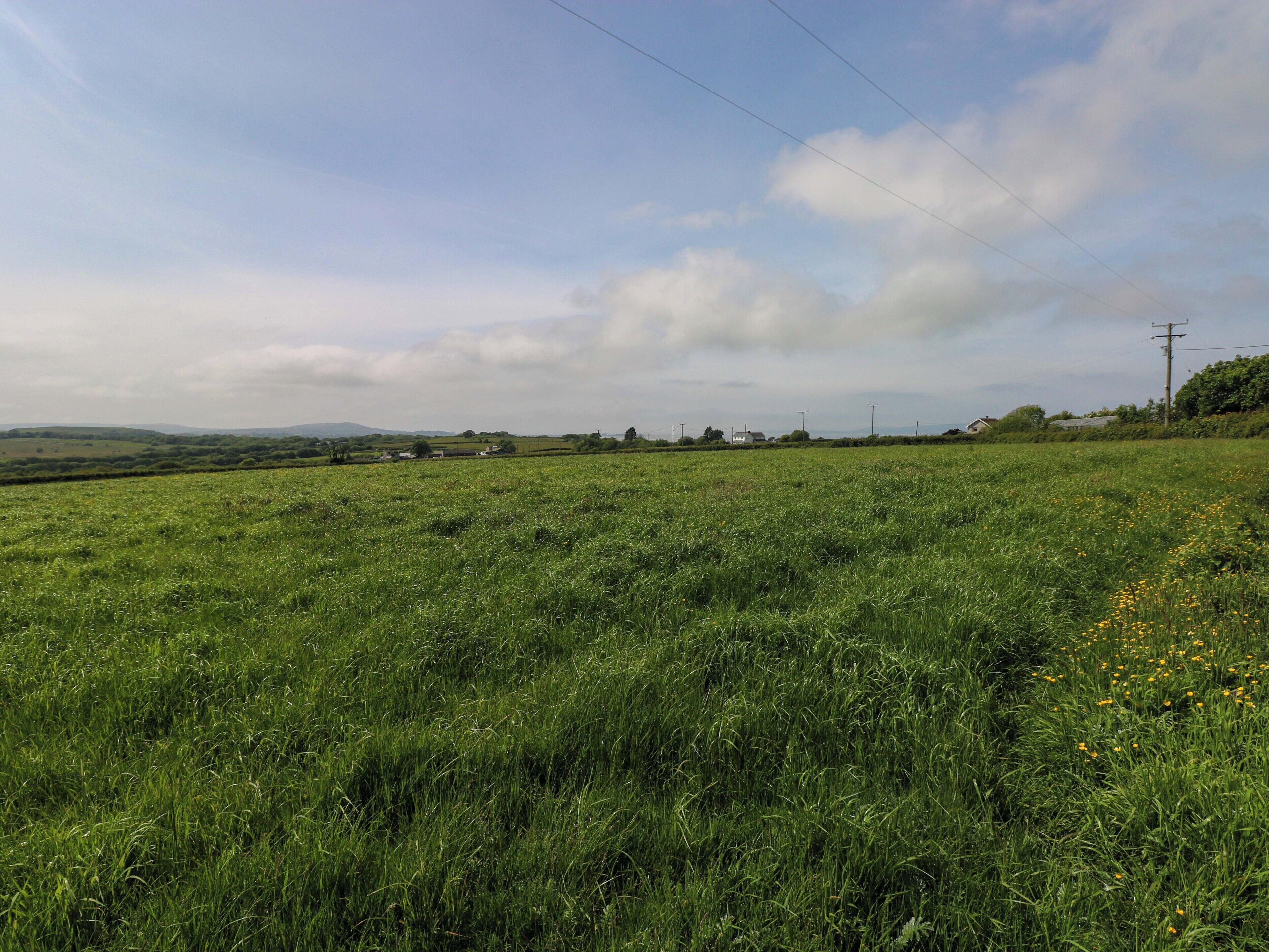 A rural landscape with a grassy field, distant houses, and power lines.