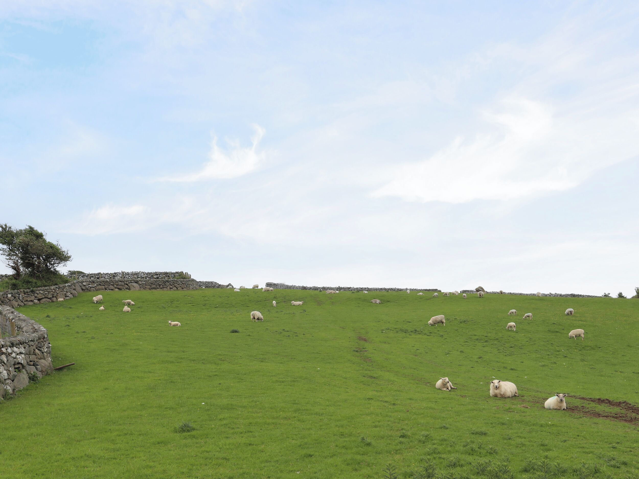 Un campo cubierto de hierba con ovejas dispersas, un muro de piedra a la izquierda y un cielo despejado.