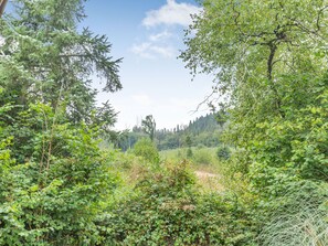 Bosc dens amb varietat d'arbres i vegetació, que condueix a un turó allunyat.