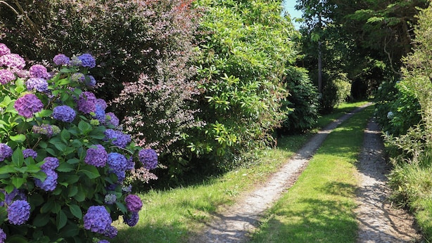 Un chemin de gravier bordé d’une végétation luxuriante et de buissons d’hortensias.