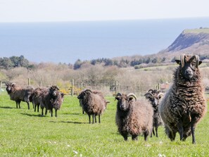 Un groupe de moutons se trouve dans un champ herbeux, avec une clôture et des arbres en arrière-plan.