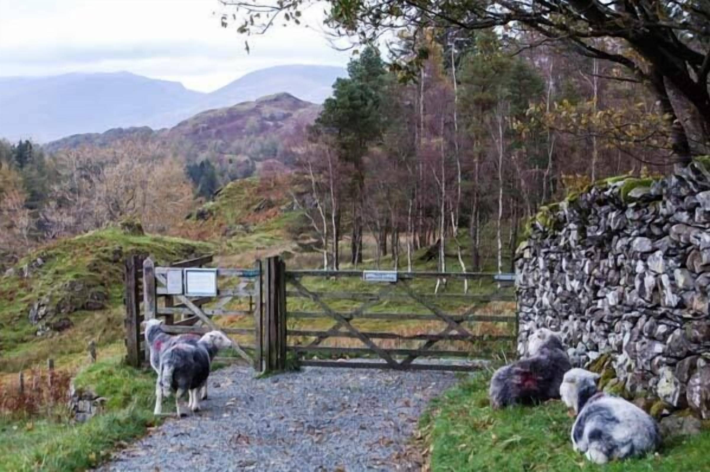 A rural landscape with a stone wall and a wooden gate leading to a path.