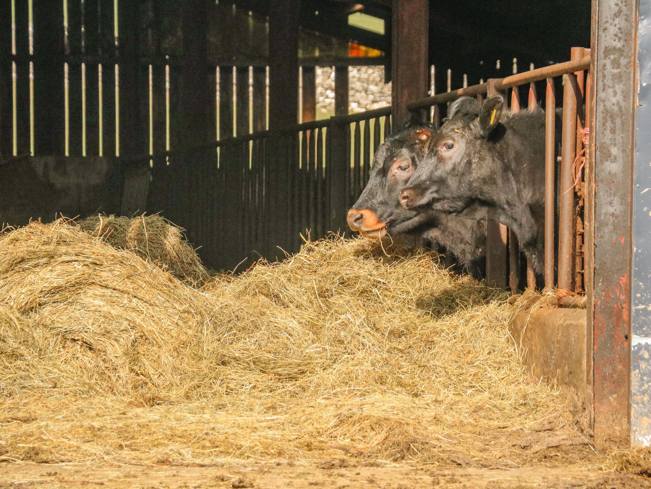 Two cows in a barn with hay on the floor and metal bars.