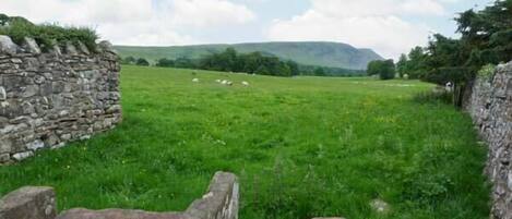 A stone wall with a grassy field and sheep in the distance.