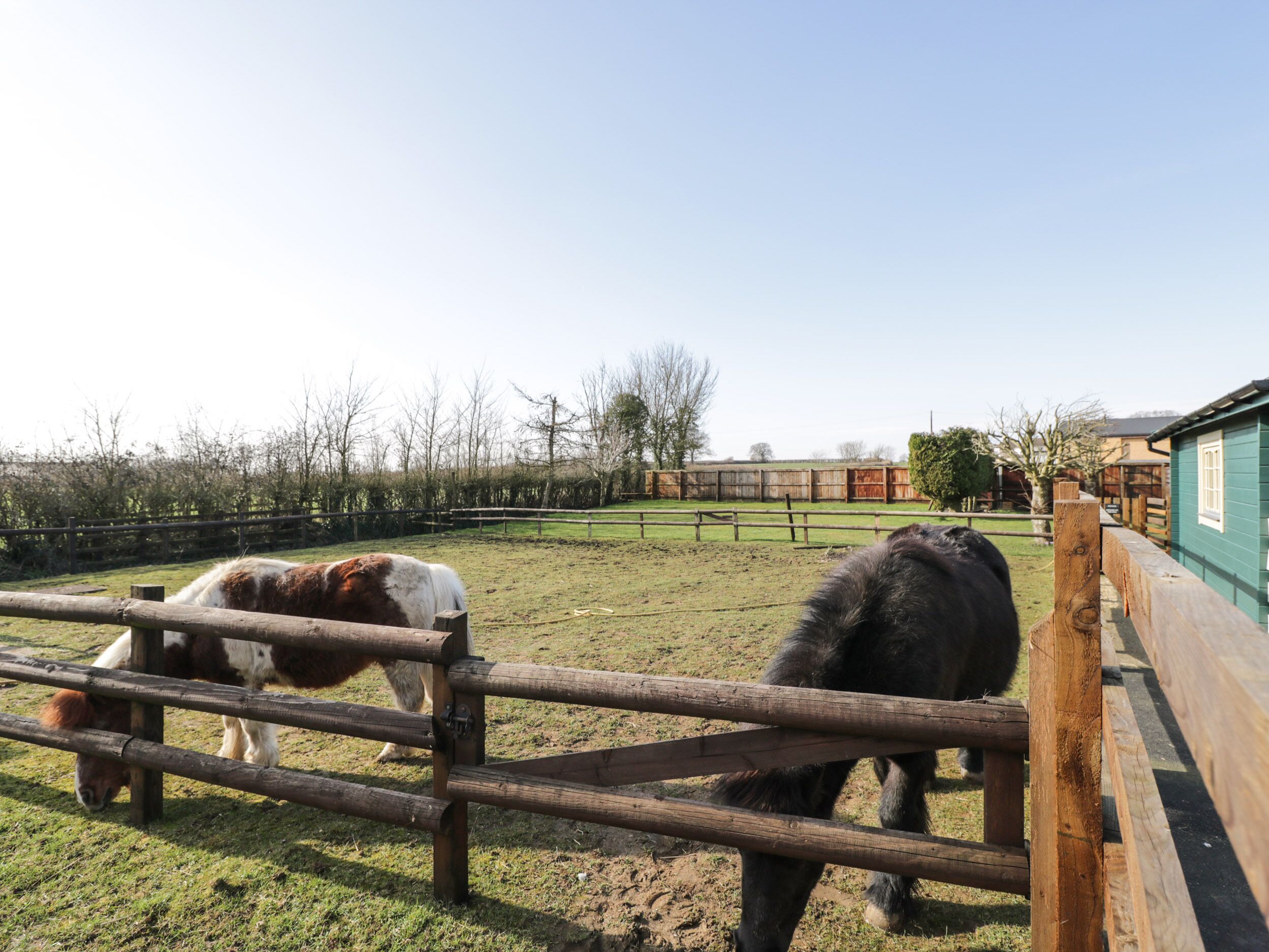 Un espacio al aire libre cercado con dos caballos pastando.