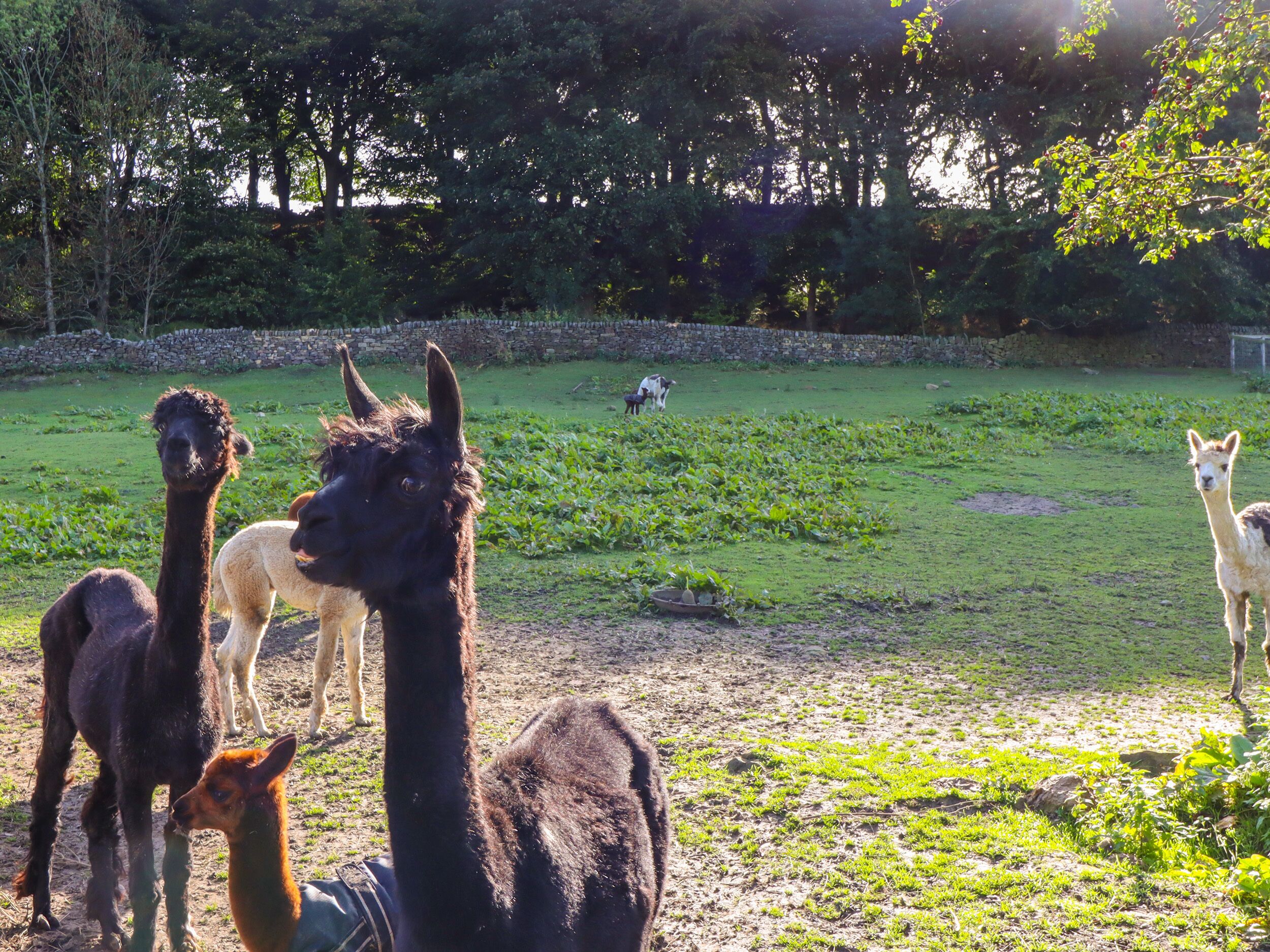 Un grupo de llamas en un cercado cubierto de hierba, con árboles al fondo.