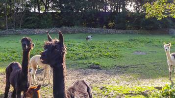 Un grupo de llamas en un cercado cubierto de hierba, con árboles al fondo.