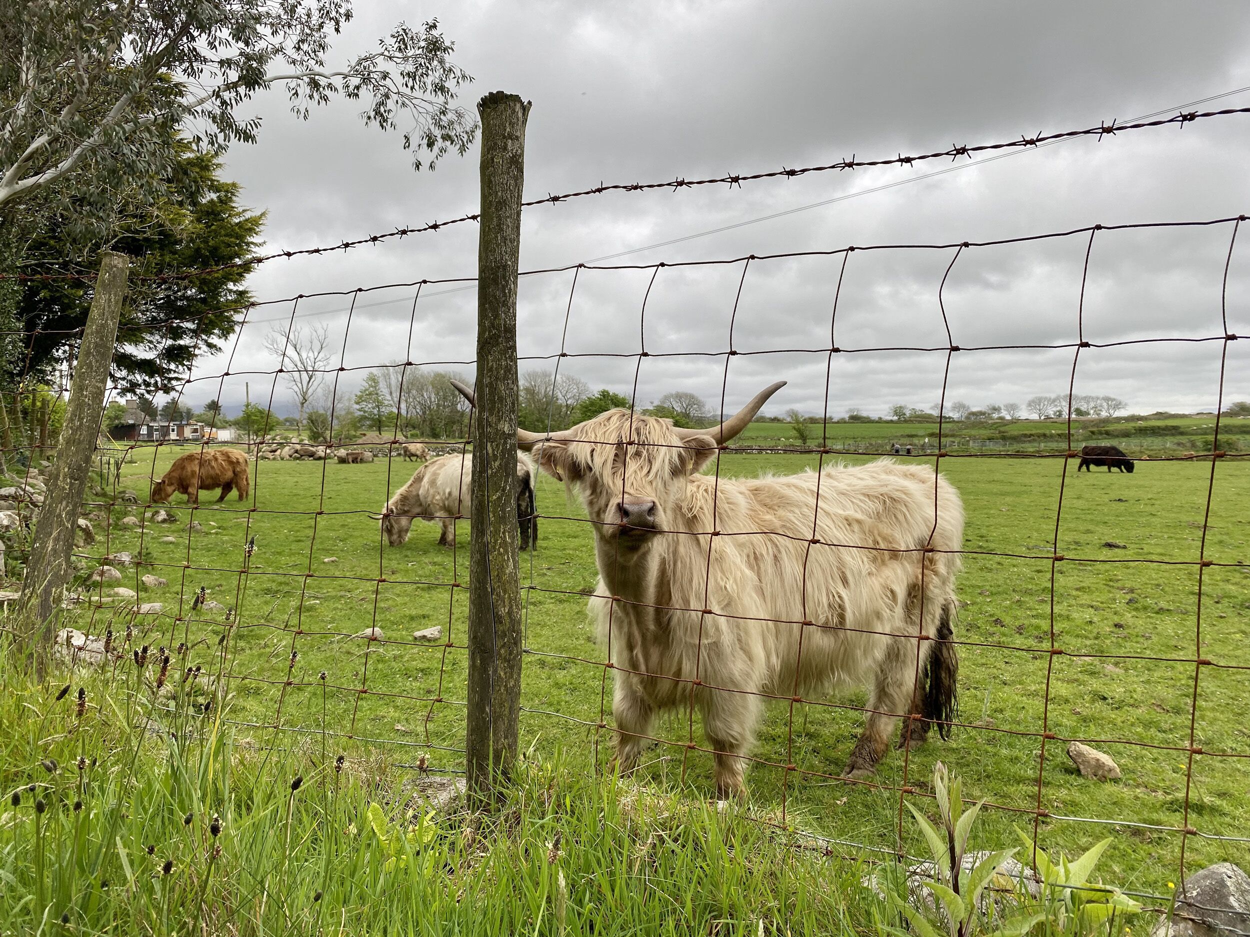 Un paysage rural avec une clôture en fil de fer barbelé, un arbre et un champ où paissent des bovins.