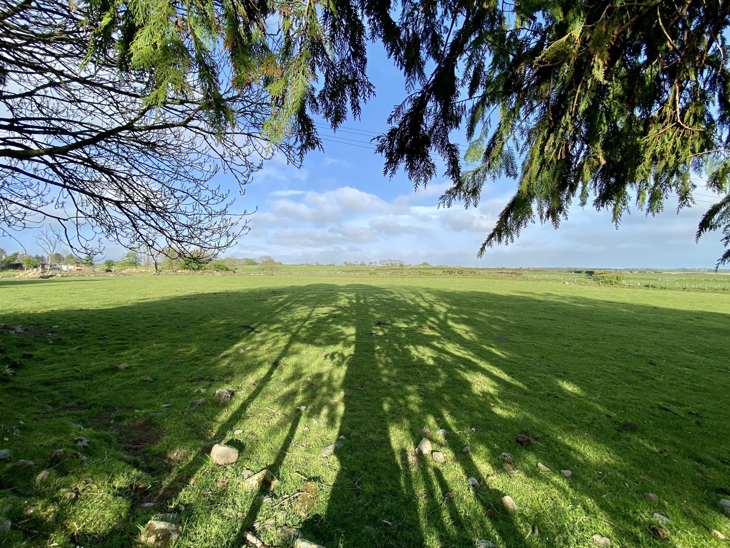 Ein grasbewachsenes Feld mit Schatten von Baumästen.