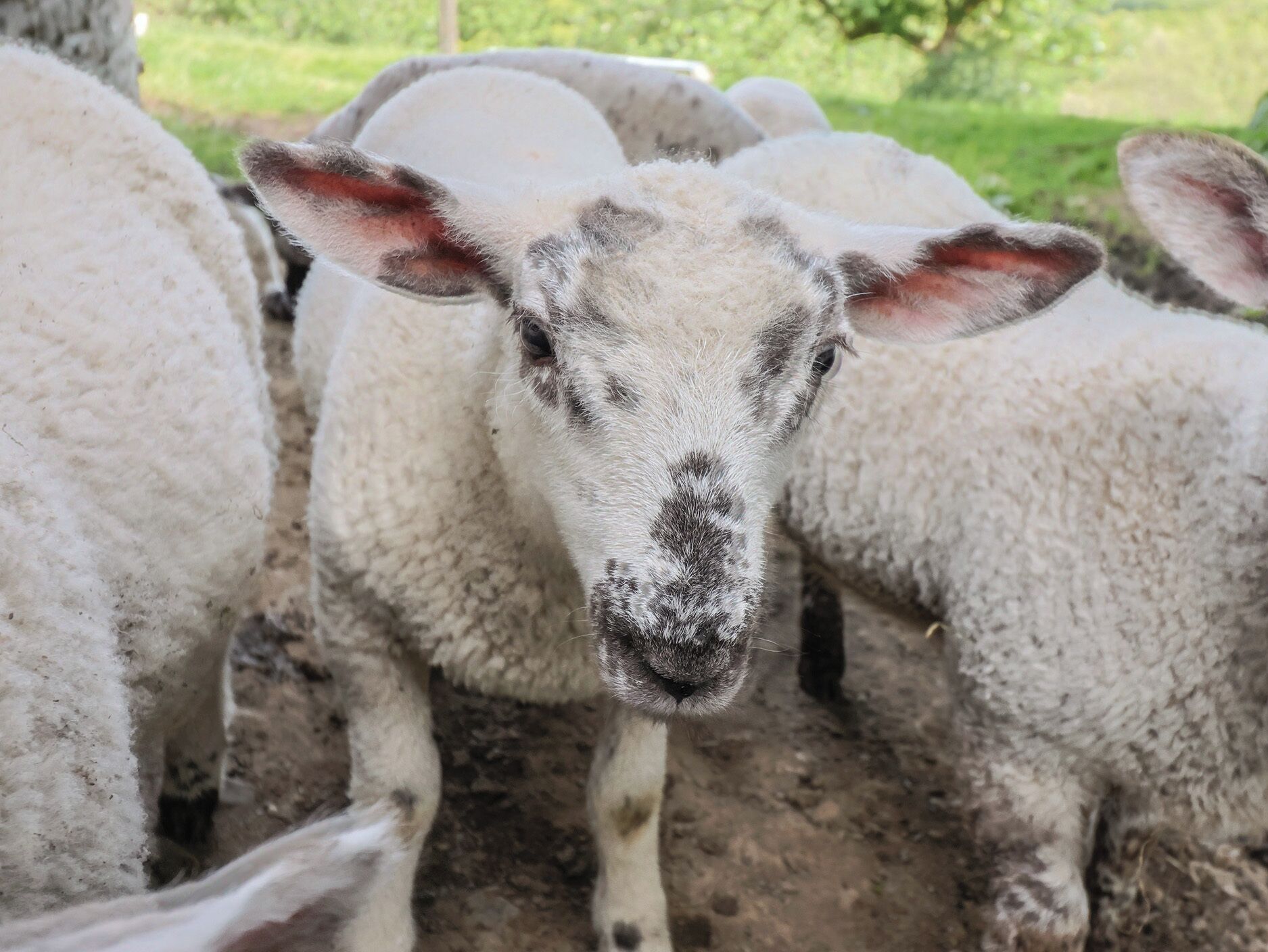 A close-up of a sheep with a white fleece and a black face marking, standing among other sheep in a grassy outdoor area.