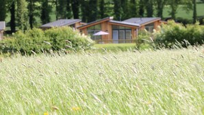 Une rangée de chalets modernes à deux étages, dotés de grandes fenêtres, entourés d’une végétation luxuriante et de grands arbres.