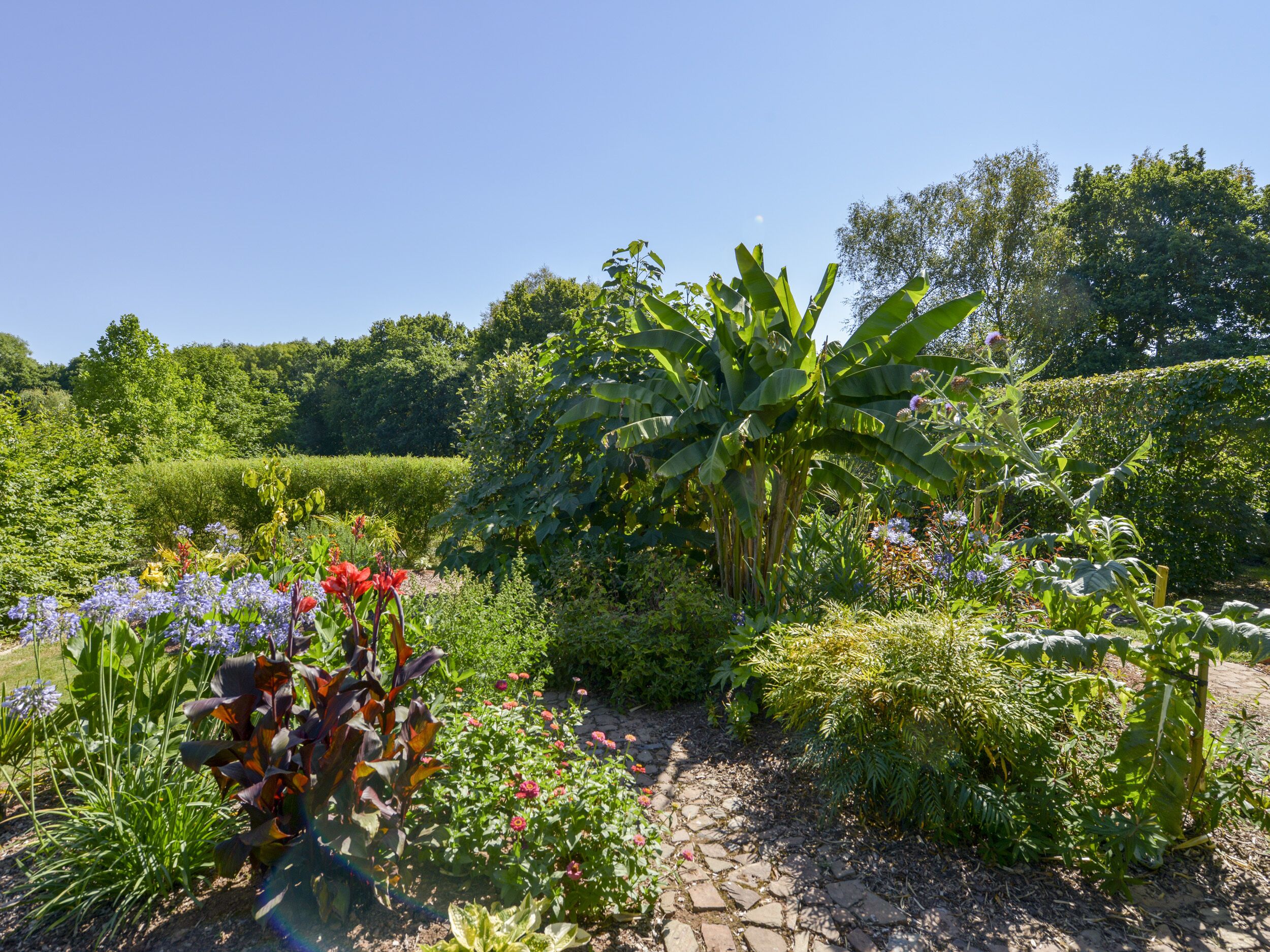 A garden with a variety of plants and flowers, a stone pathway, and a large banana tree.