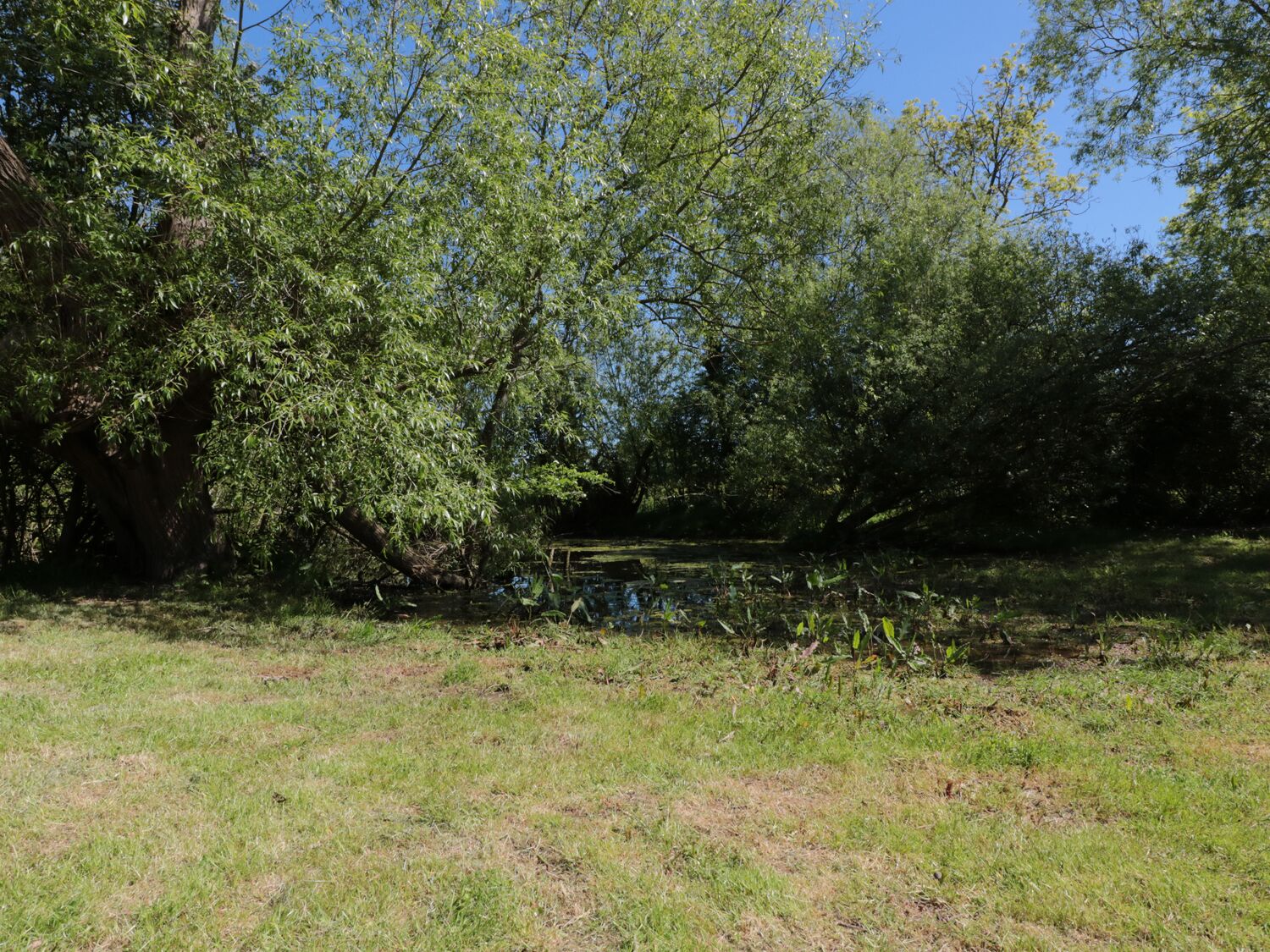 Un paysage naturel composé d’une zone herbeuse, d’arbres et d’un petit plan d’eau.