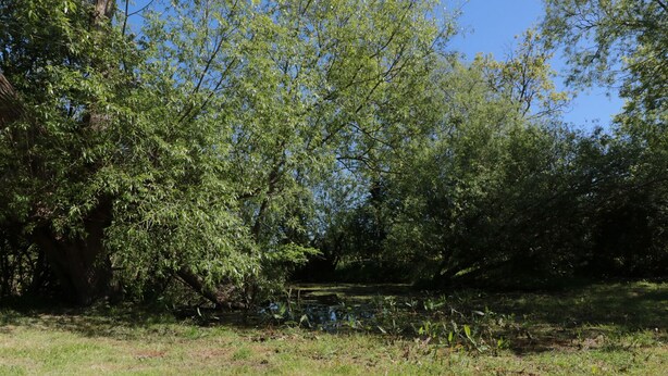 Un paisaje natural con un área cubierta de pasto, árboles y un pequeño cuerpo de agua.