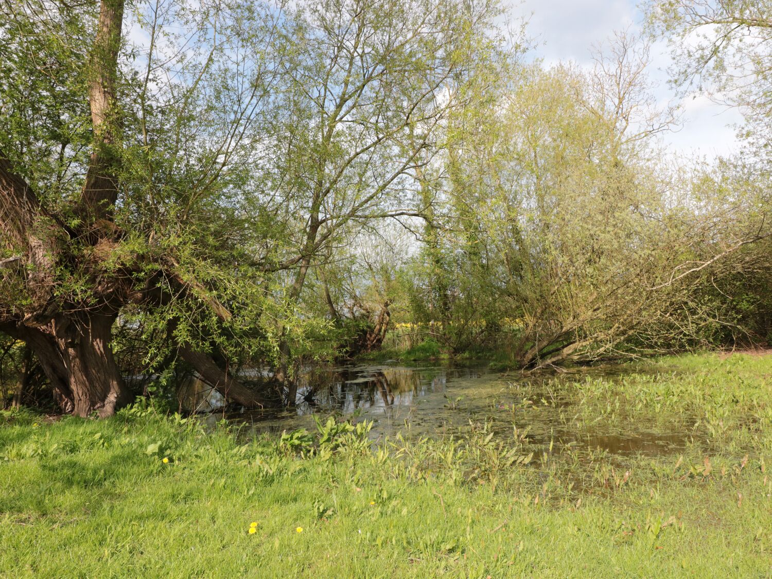 A tranquil riverside scene with a grassy bank, trees, and a calm water body.