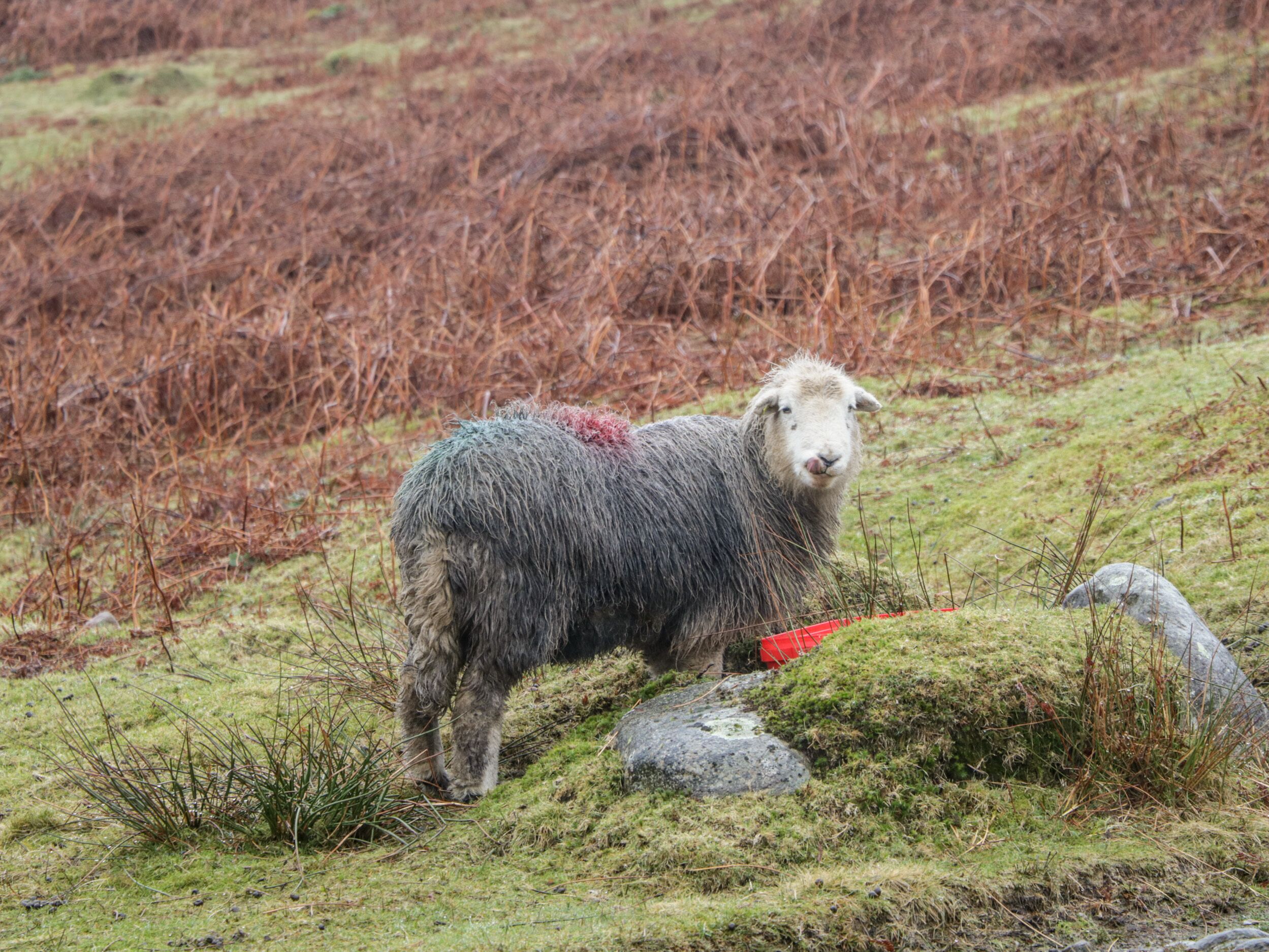 A sheep standing on a grassy field with rocks and sparse vegetation.