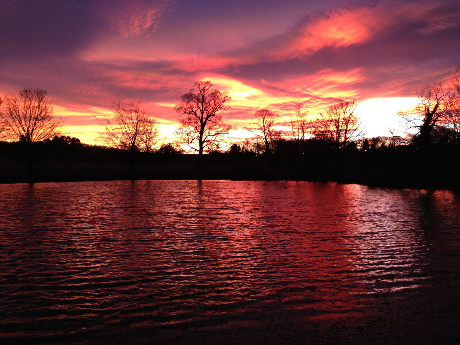 Un atardecer sobre aguas tranquilas, con árboles silueteados y un cielo despejado.