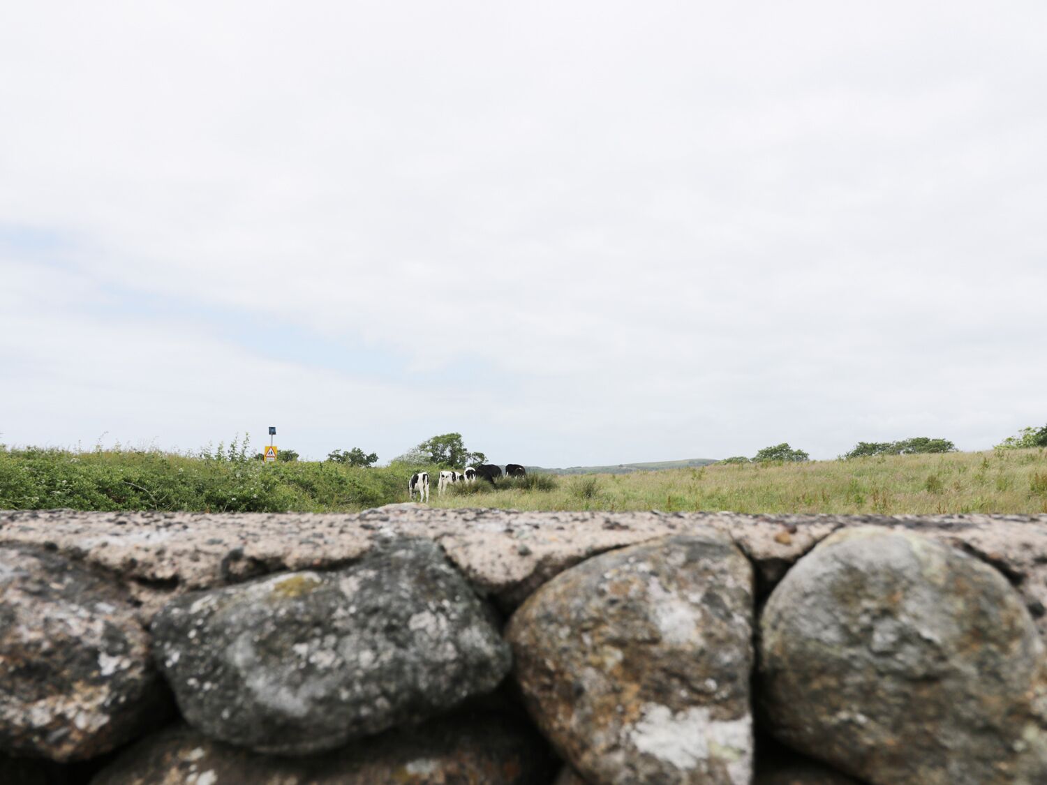 Un muro de piedra con vacas pastando al fondo.