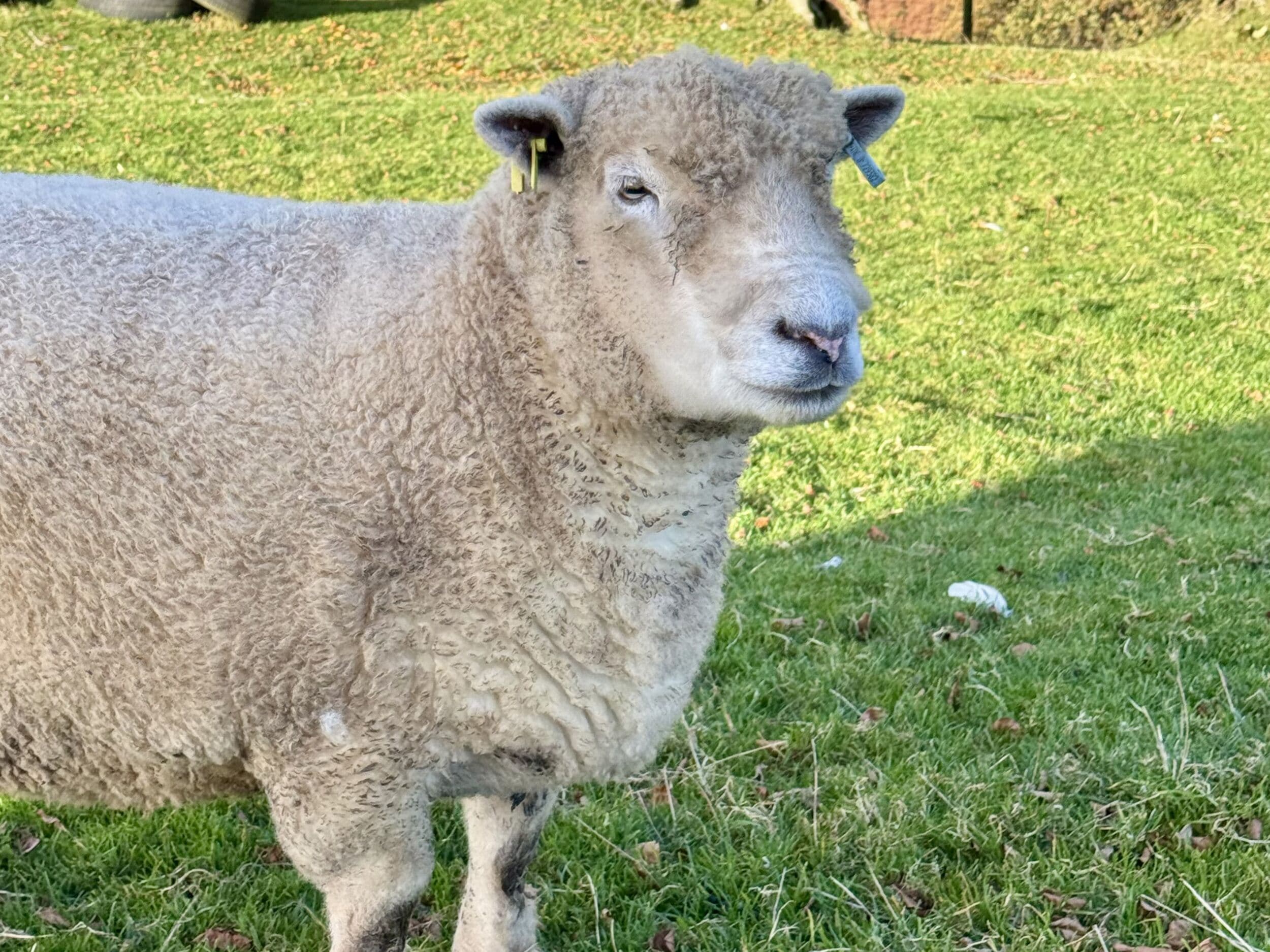 A sheep standing on grass.