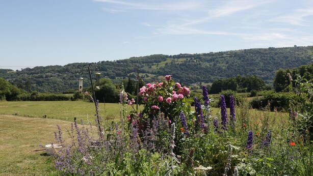 A rural landscape with a field, wildflowers, and a hill in the background. - The Cottage (Llangollen)