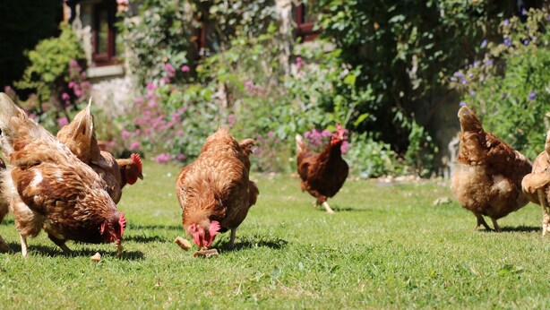 Un grupo de gallinas buscando comida en un área con hierba, con un edificio y plantas con flores al fondo.