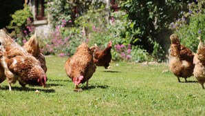 A group of chickens foraging on a grassy lawn with a building and flowering plants in the background. - Rose Cottage (York)