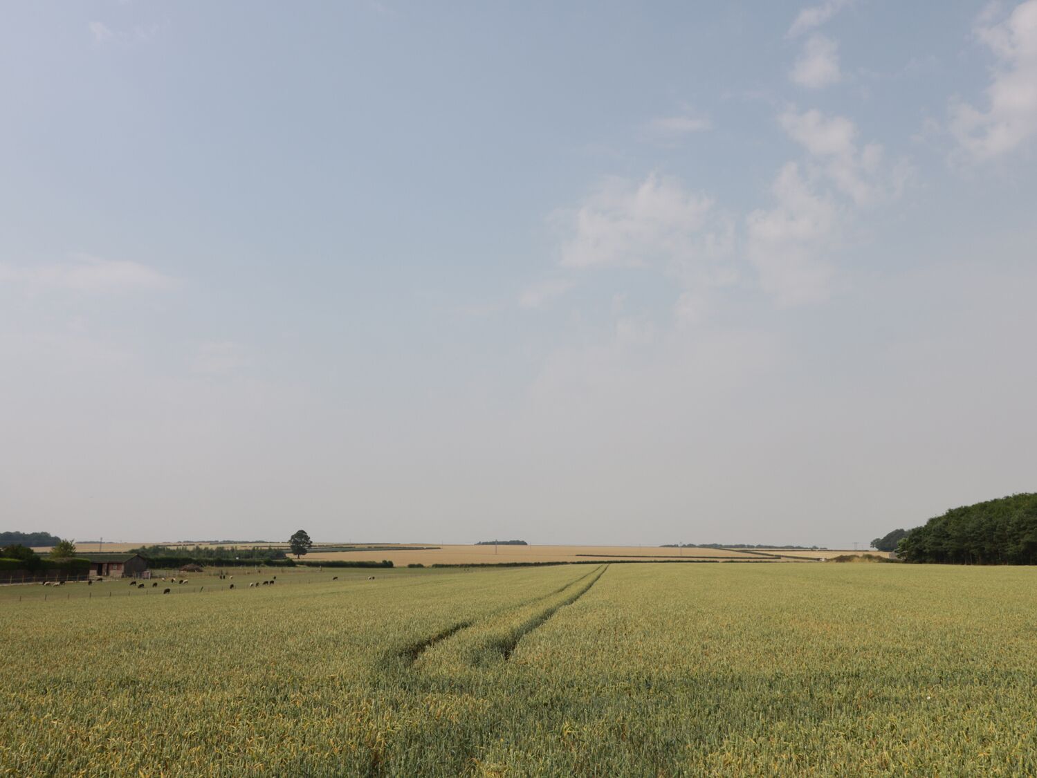 A vast, open field with a clear sky.