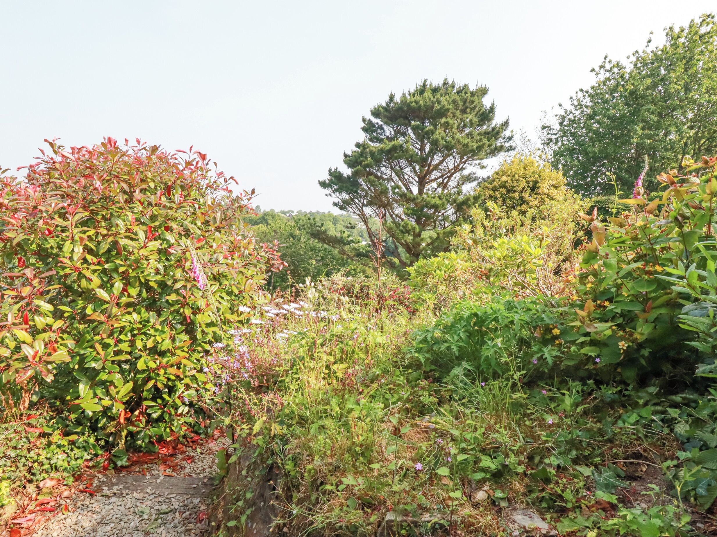 A garden with various plants and trees, including a prominent red-leafed shrub and a large pine tree.