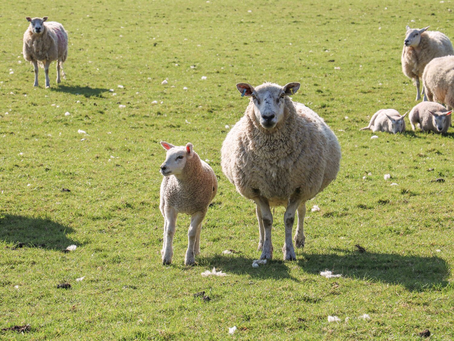 A grassy field with several sheep, including a prominent adult and a lamb.