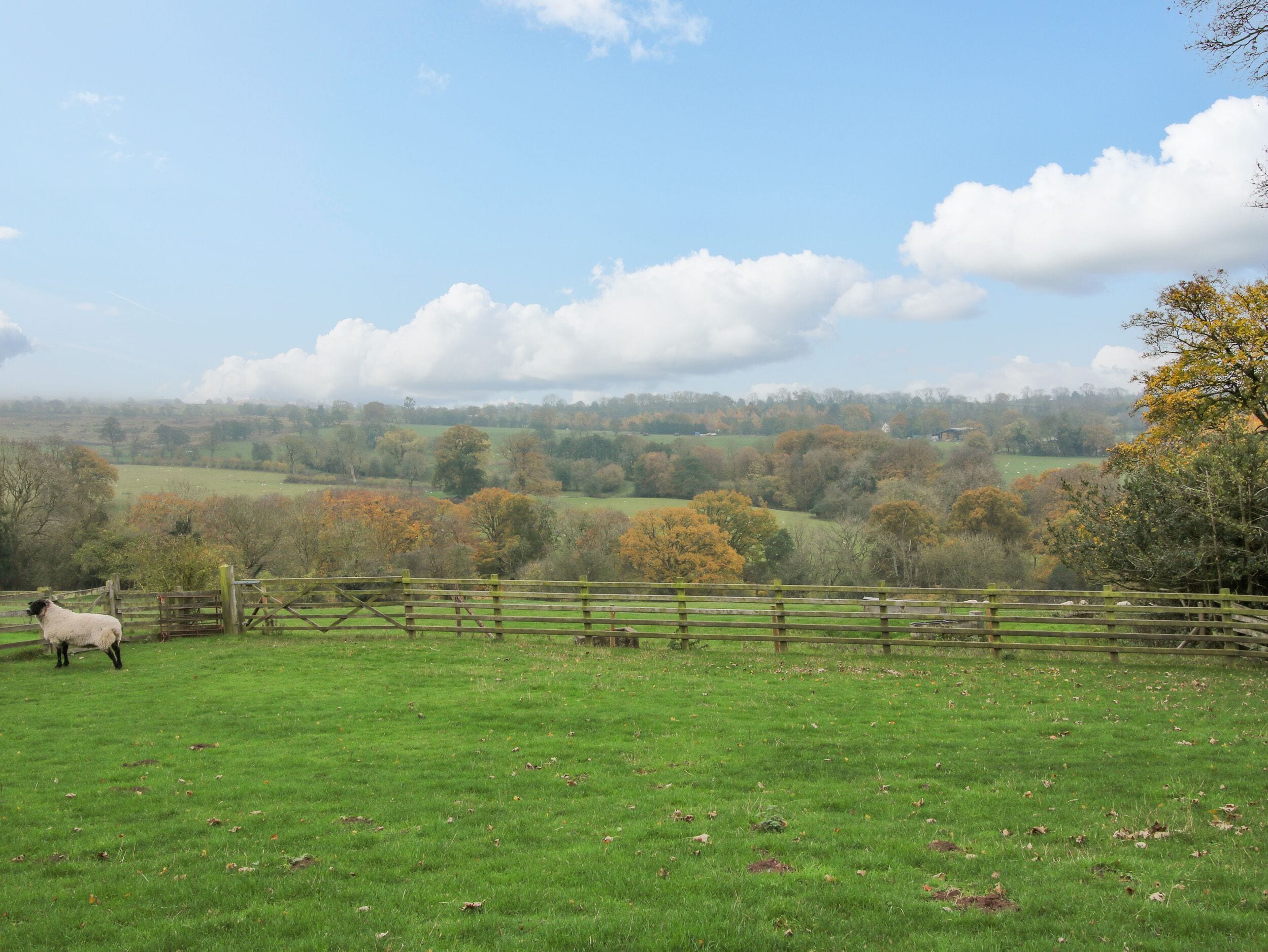 A grassy field with a wooden fence and a sheep.