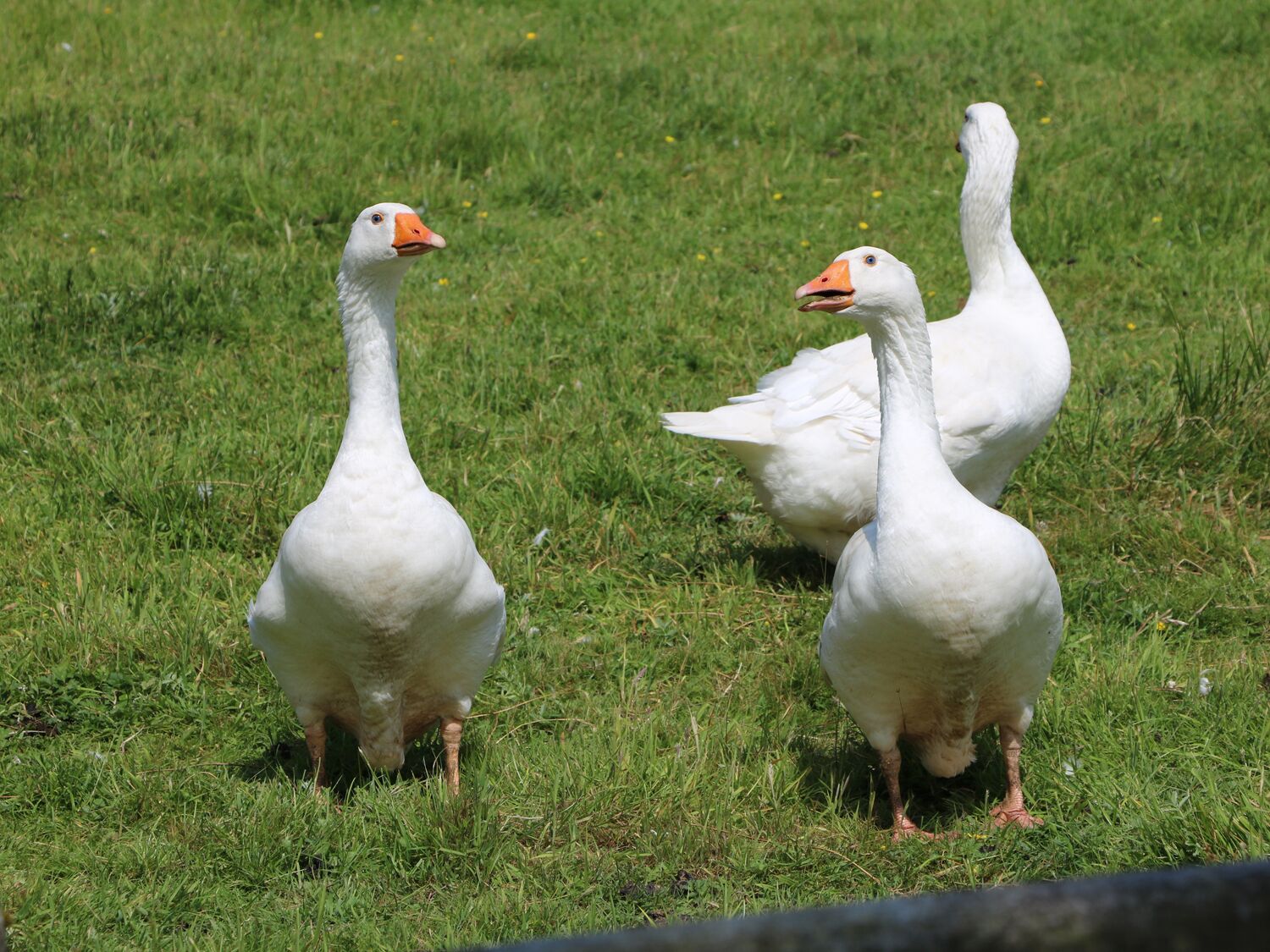 Three white geese standing on grass.