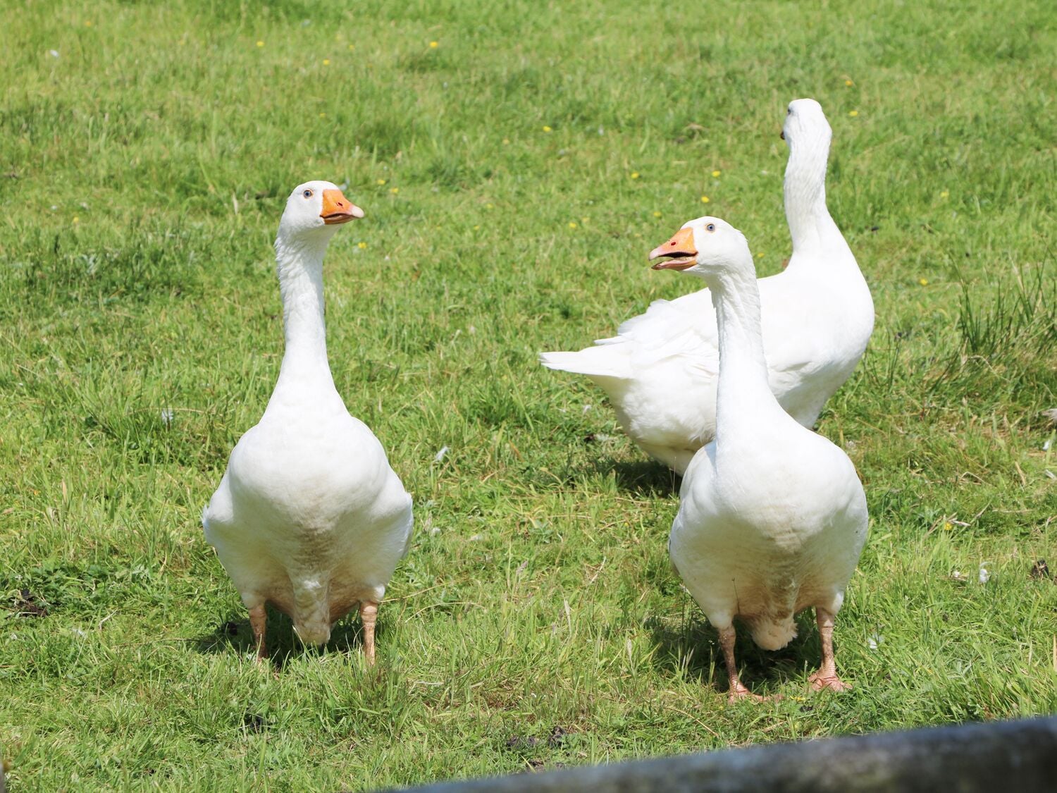 Tres gansos blancos pastando en un campo cubierto de hierba.