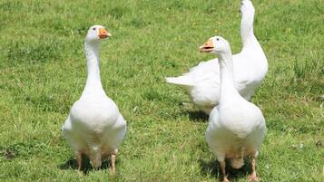 Tres gansos blancos pastando en un campo cubierto de hierba.